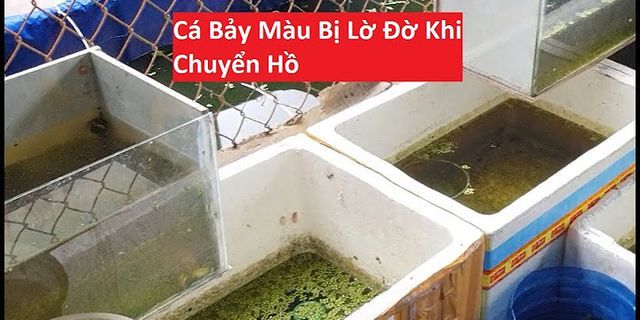 Tại sao cá rồng bơi trên mặt nước