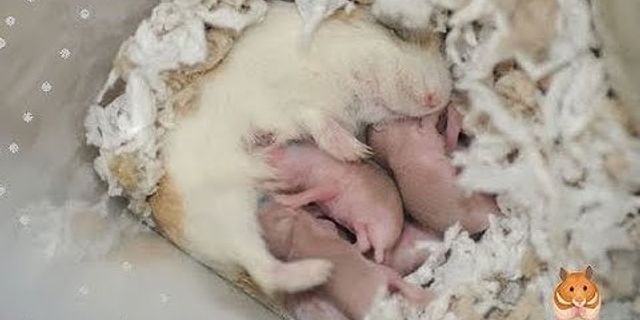 Tại sao chuột Hamster cắn nhau