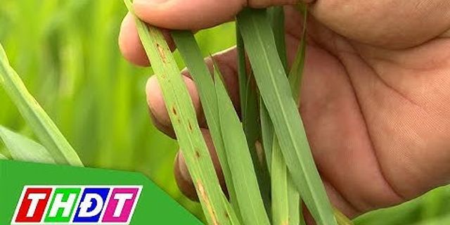 Tại sao diện tích trồng lúa giảm