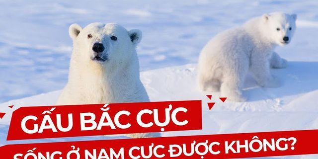 Tại sao gấu Bắc Cực có lớp mỡ dày