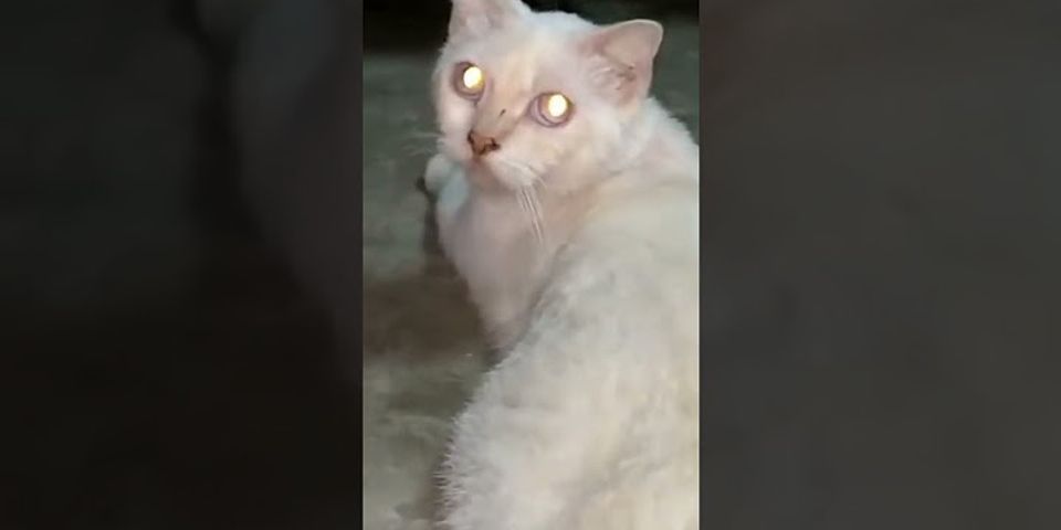 Tại sao mắt mèo sáng