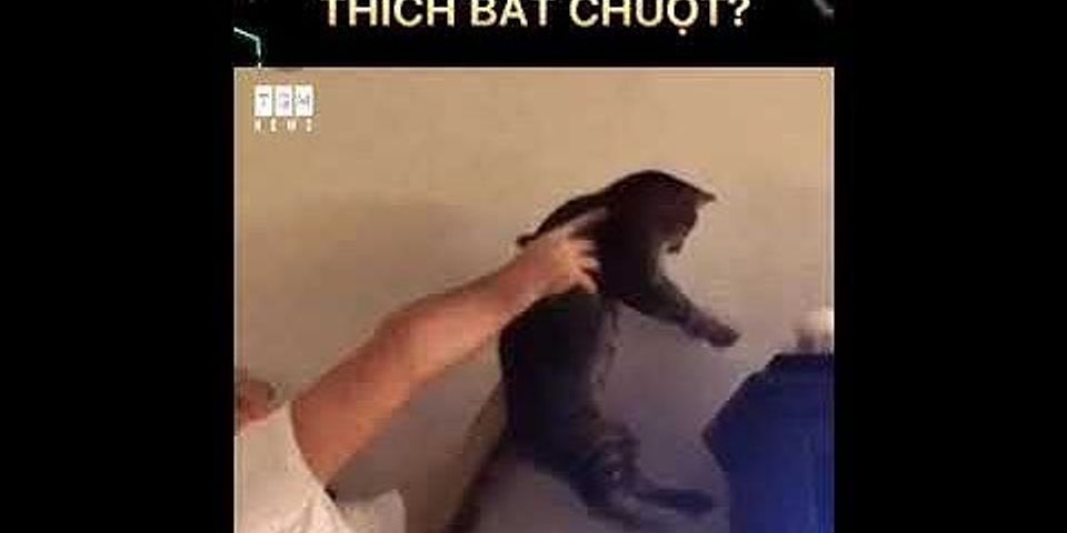 Tại sao mèo thích bắt chuột