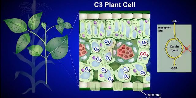 Tại sao người ta lại chia thực vật làm 3 nhóm C3, C4, CAM
