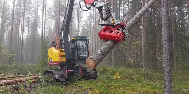 Tại sao phải khai thác rừng