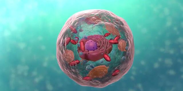 Tại sao tế bào nhân thực có kích thước lớn hơn tế bào nhân sơ