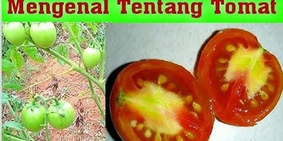 Tanaman tomat merupakan contoh sayuran yang dikonsumsi pada bagian