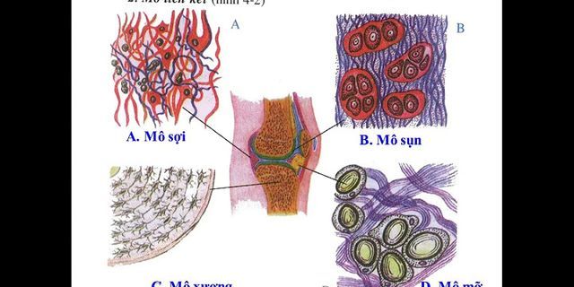 Tế bào cơ vân và cơ tim giống nhau ở điểm nào
