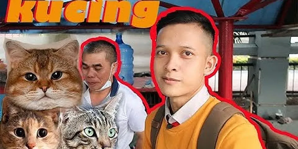 Tempat adopsi kucing di bandung