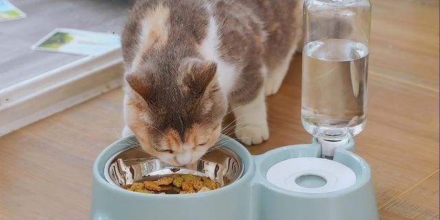 Top 2 máy uống nước cho mèo sứ tốt nhất 2022