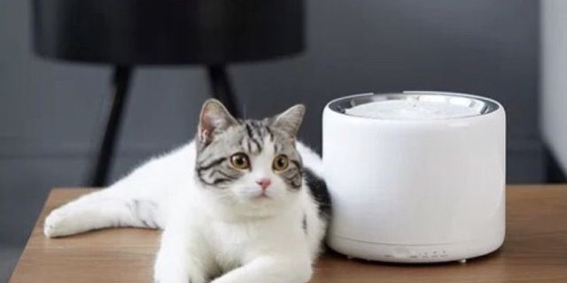 Top 3 máy uống nước cho mèo con vịt tốt nhất 2022