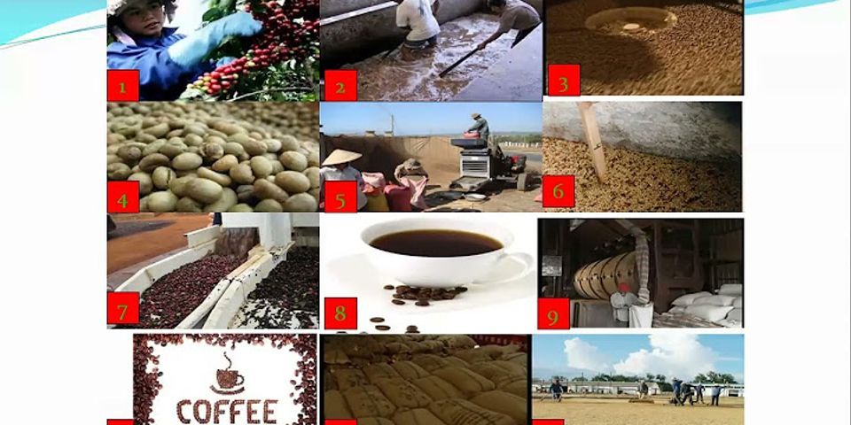 Trong quy trình chế biến cà phê bằng phương pháp ướt công đoạn rửa nhớt có tác dụng gì