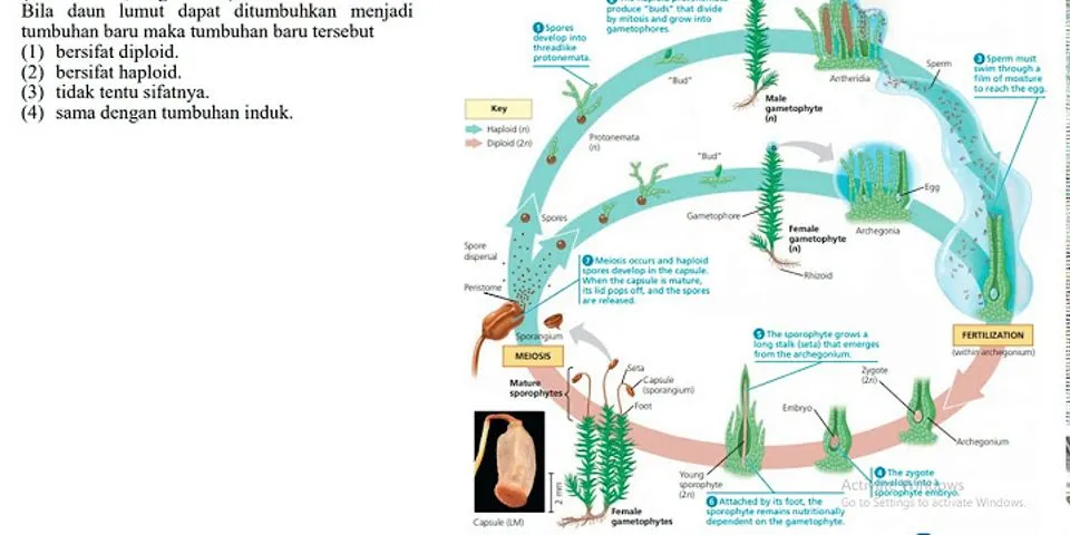 Tumbuhan apa saja yang termasuk dalam Cormophyta dan sebutkan contoh tanamannya?