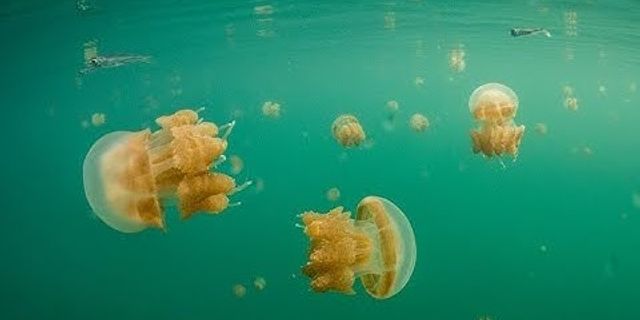 Vì sao sứa có khả năng di chuyển trong nước