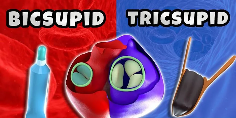 Yang disebut bicuspid valve adalah