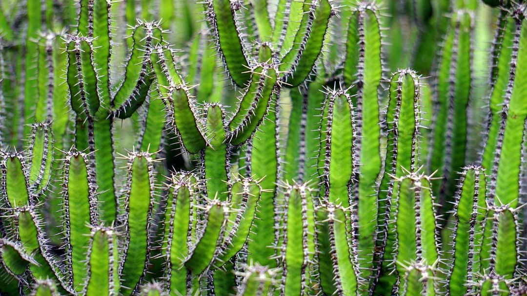 Adaptasi yang dilakukan kaktus untuk dapat bertahan hidup di habitat yang kering adalah