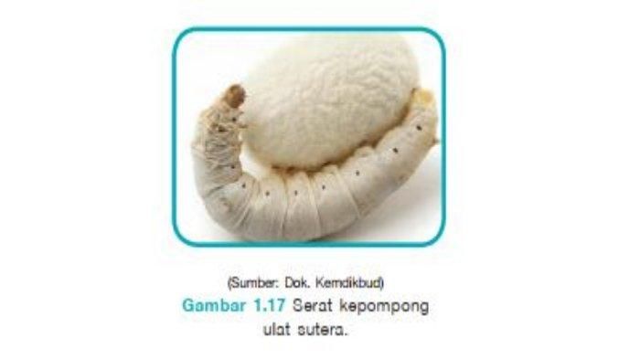 Serat dari larva ulat sutera yang digunakan untuk membentuk kepompong disebut ….