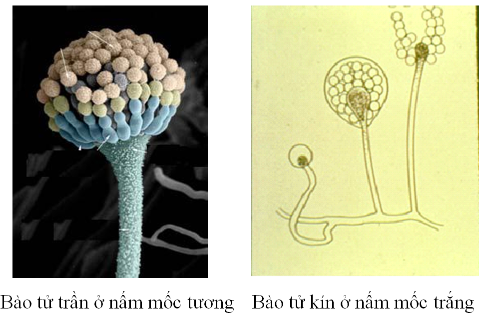 Hình 26.1 Bào tửu nấm mốc và bào tử nấm trắng