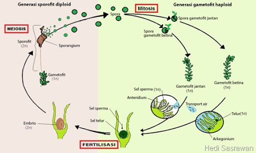 pergiliran keturunan yang fase gametofitnya lebih dominan dibandingkan fase sporofit adalah tumbuhan