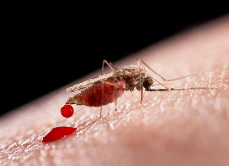 Tại sao bệnh sốt rét thường xảy ra ở các vùng miền núi?