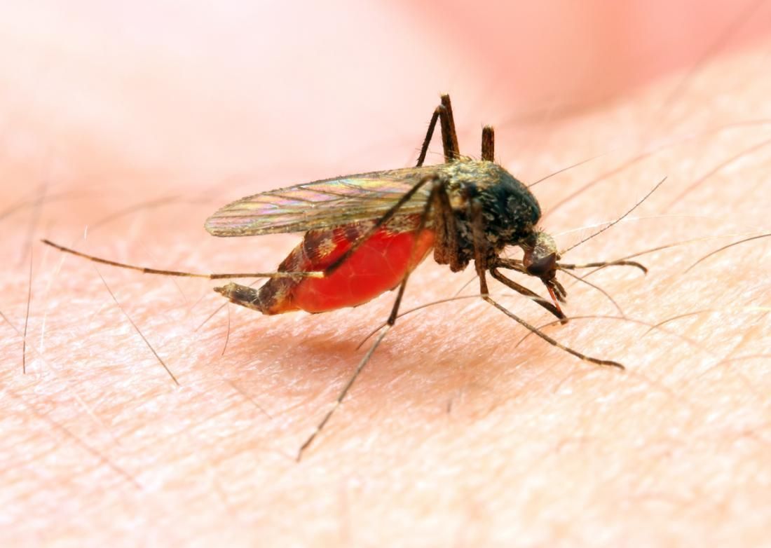 Tại sao bệnh sốt rét thường xảy ra ở các vùng miền núi?