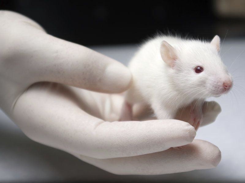 Khoa học dùng chuột bạch trong thí nghiệm từ khi nào? - Ảnh 1.