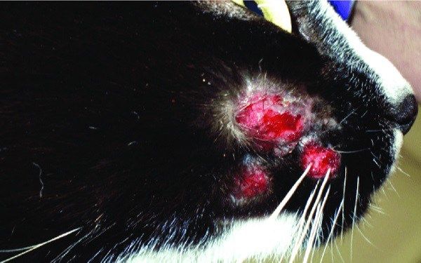 Mèo bị nấm: Dấu hiệu, nguyên nhân và cách chữa trị tốt nhất - 4