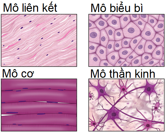 Bài 20: Các cấp độ tổ chức trong cơ thể đa bào - Hoc24