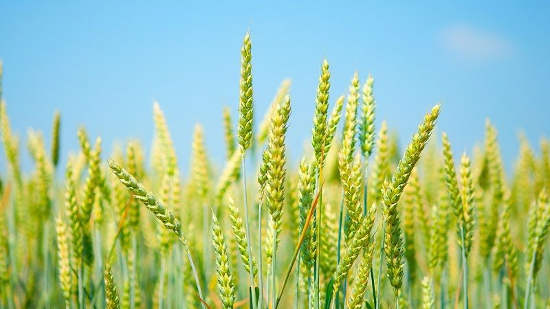Lúa mì,tiểu mạch,cây lúa mì,cây lương thực,cây ngũ cốc,triticum,các loại lúa mì