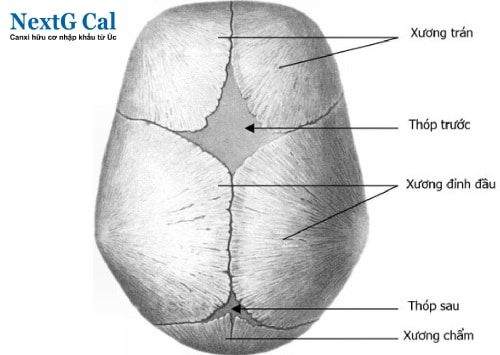 Ví trí thóp của trẻ sơ sinh