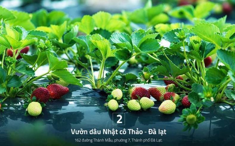 vườn dâu tay cô thảo