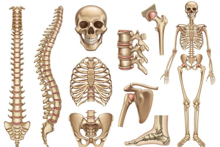 Sebagian besar tulang rusuk bagian belakang melekat pada ruas-ruas tulang