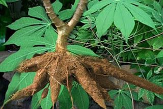 Umbi akar pada dahlia dapat berfungsi sebagai alat perkembangbiakan jika