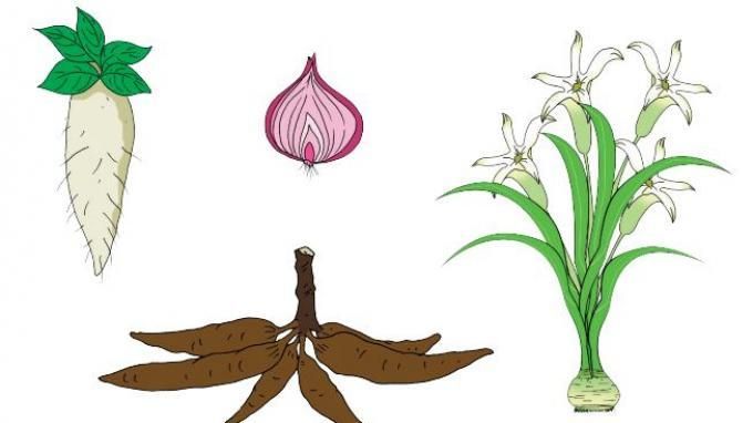 Tuliskan masing-masing dua contoh tumbuhan yang berkembang biak dengan umbi batang umbi lapis rizoma