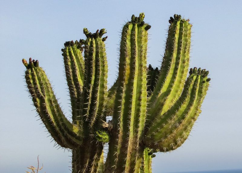 Apa yang kamu ketahui tentang tumbuhan xerofit