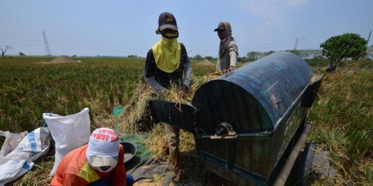 Bangsa indonesia dapat mencapai swasembada beras pada tahun
