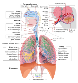 Udara sisa yang berada di dalam paru-paru dan tidak dapat diekspirasikan dinamakan udara