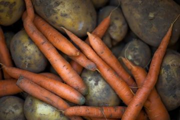 Tumbuhan kentang berkembang biak dengan cara